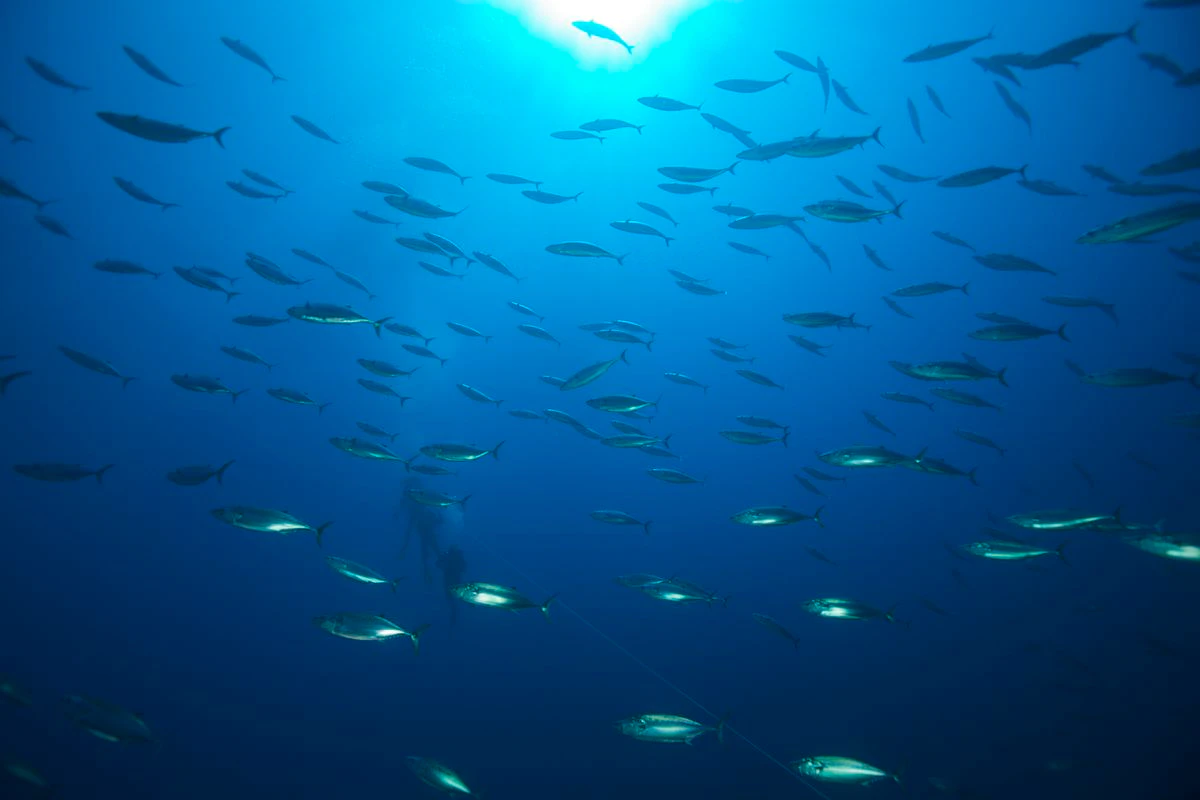 Gemelos digitales para revolucionar nuestro conocimiento de los océanos