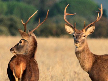 Dos animales en el parque nacional de Cabañeros.