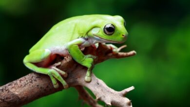 A traveling frog exposes concerns within Apple’s Chinese App Store