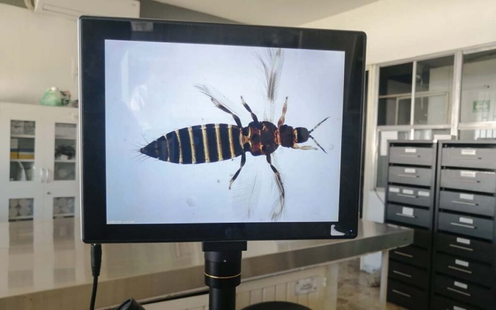 Alertan sobre riesgos en cultivos de Nayarit por plaga no registrada en México