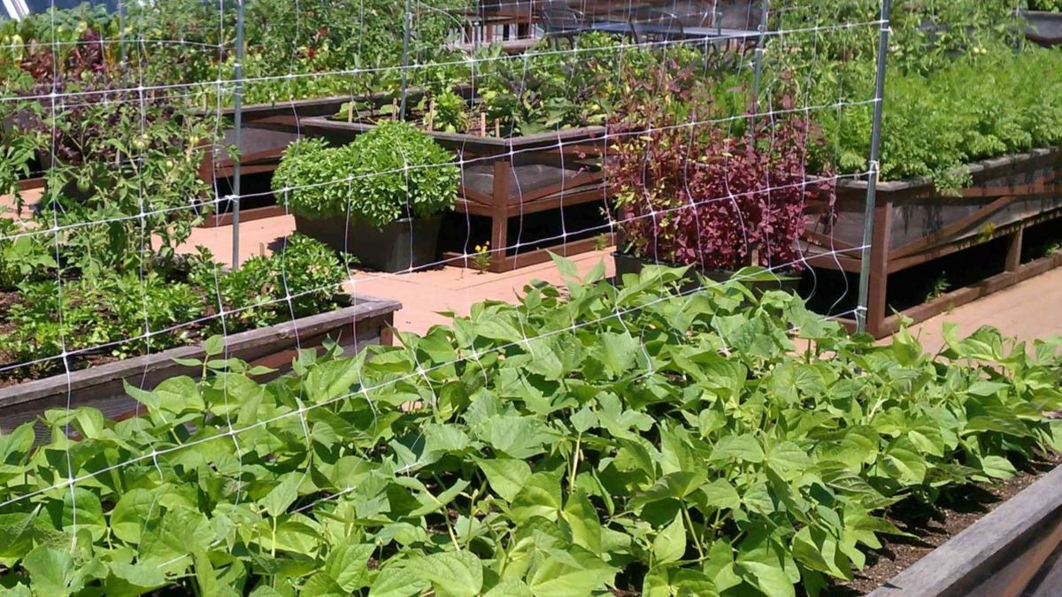 Así es la urbanización contra el coronavirus que se va a construir en China