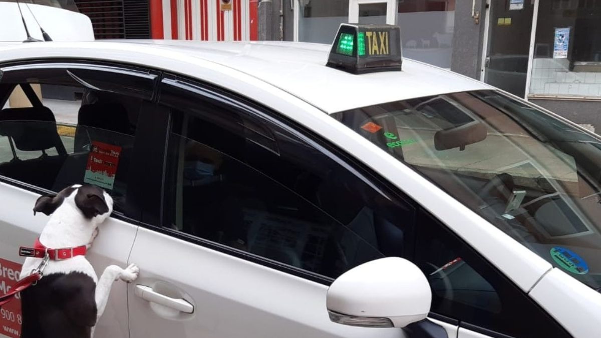 Así funciona Taxi Guau, el primer servicio de taxis para perros en España
