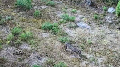 Captan en video a un lince en el Desierto de los Leones; se creía especie desaparecida en la CDMX