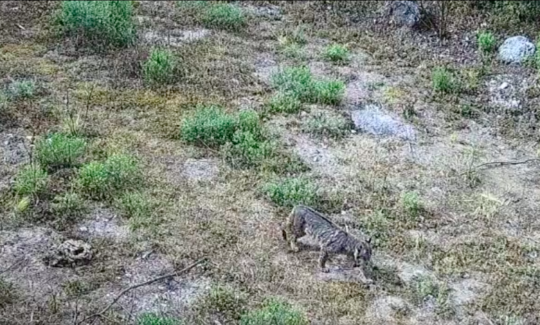 Captan en video a un lince en el Desierto de los Leones; se creía especie desaparecida en la CDMX