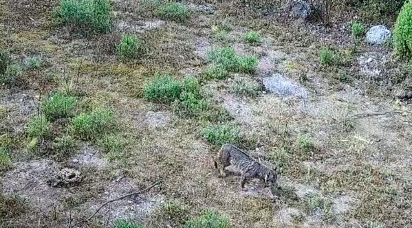 Captan en video a un lince en el Desierto de los Leones; se creía especie desaparecida en la CDMX