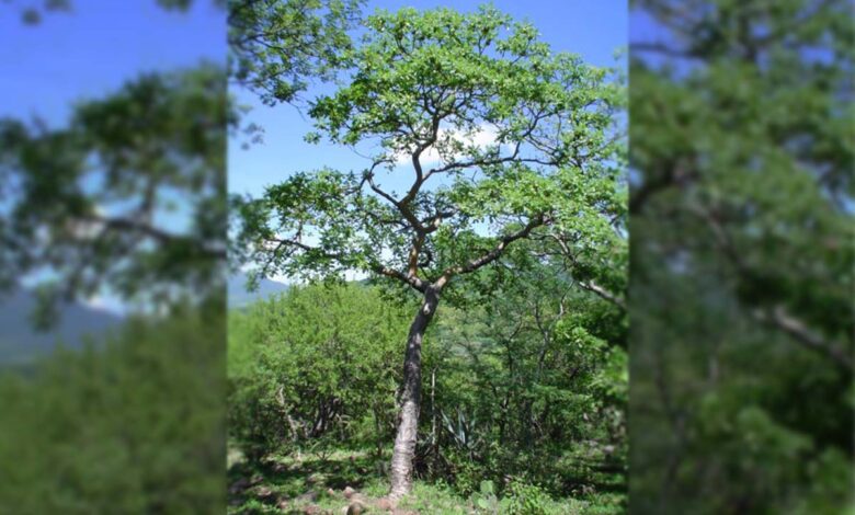 Científicos descubren que el cuachalalate, planta medicinal mexicana, sirve para tratar el cáncer
