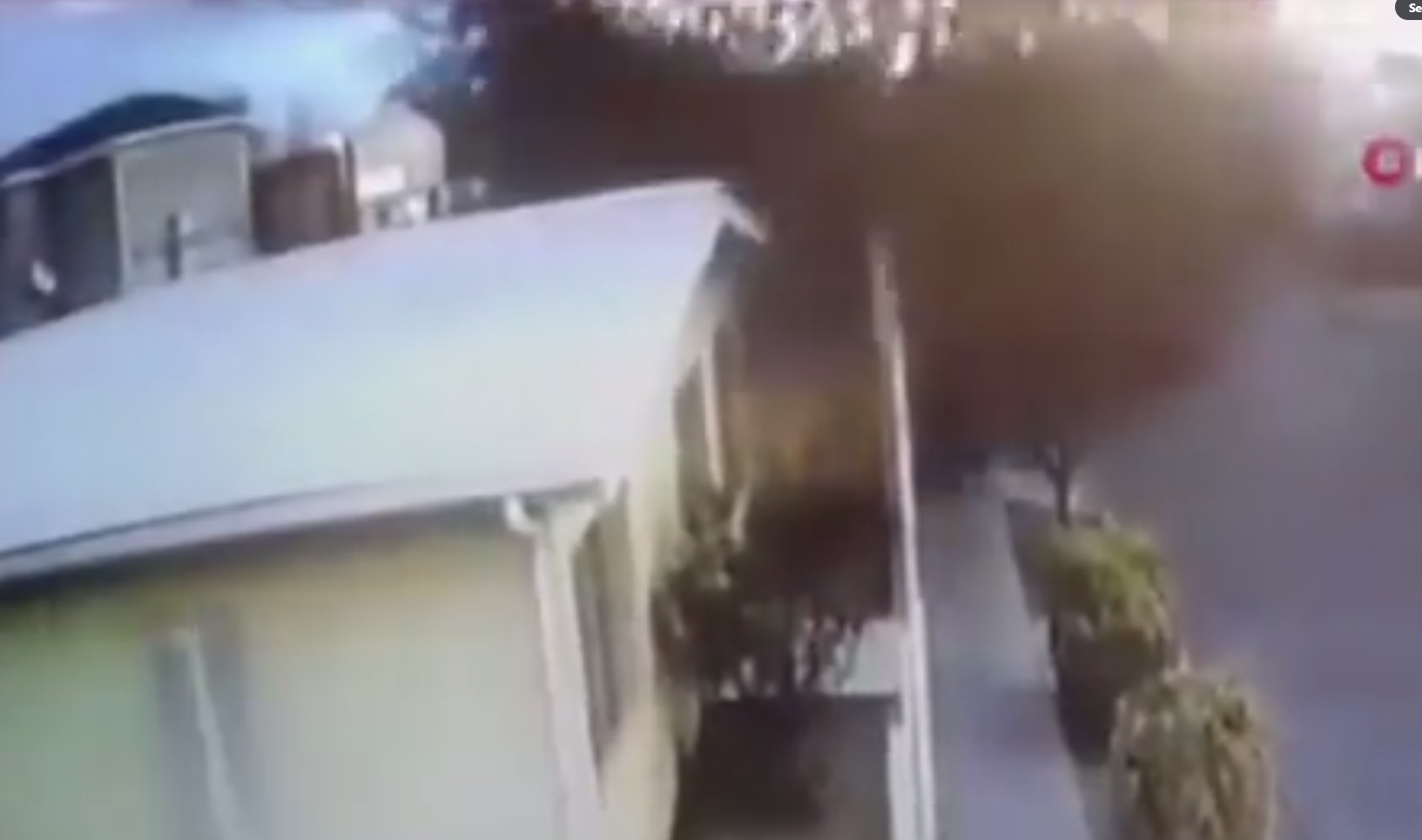 Cientos de pájaros caen muertos por causas desconocidas en Chihuahua