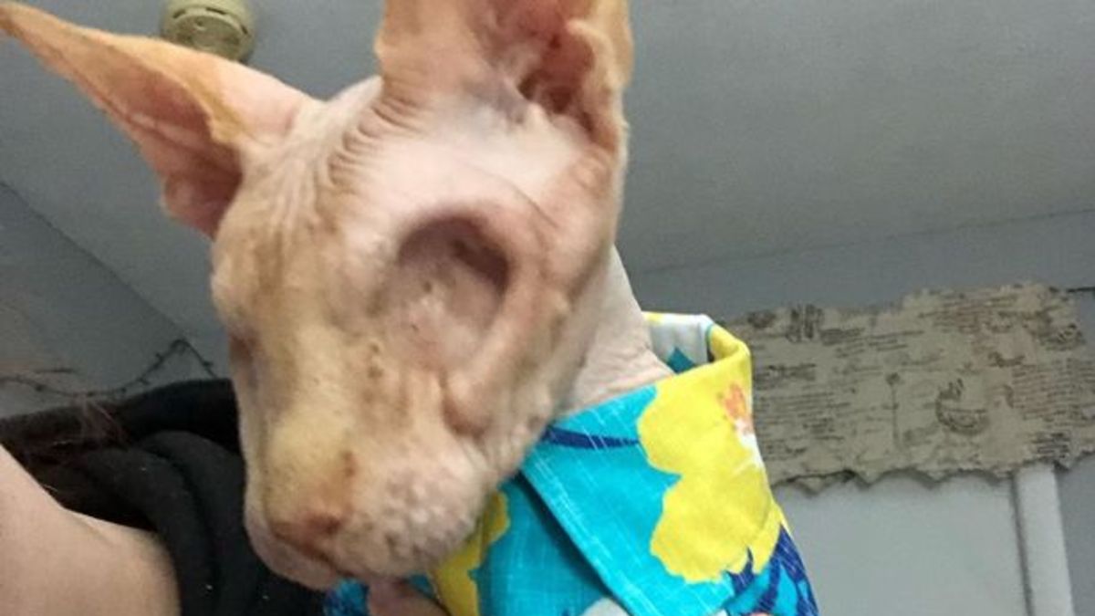 Conoce a Jasper, el gato sin ojos que triunfa en las redes sociales