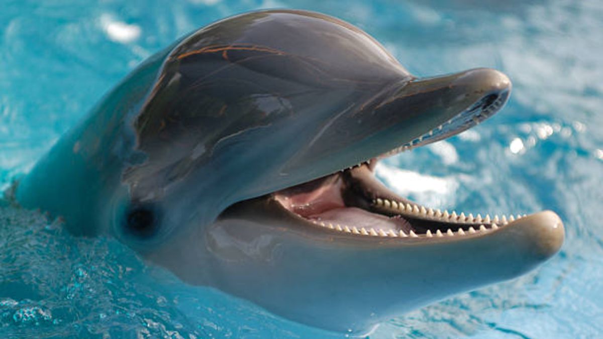 Coronavirus podría amenazar la supervivencia de los mamíferos marinos