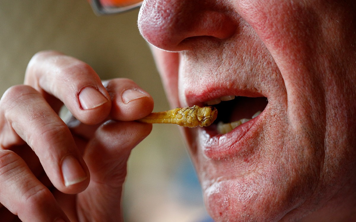 Dan luz verde a la comercialización del grillo como alimento dentro de la UE