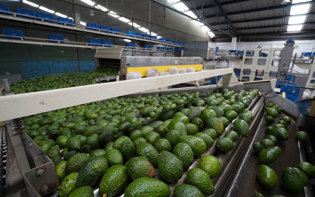 EU frena envíos de aguacate de Michoacán por amenaza a sus inspectores