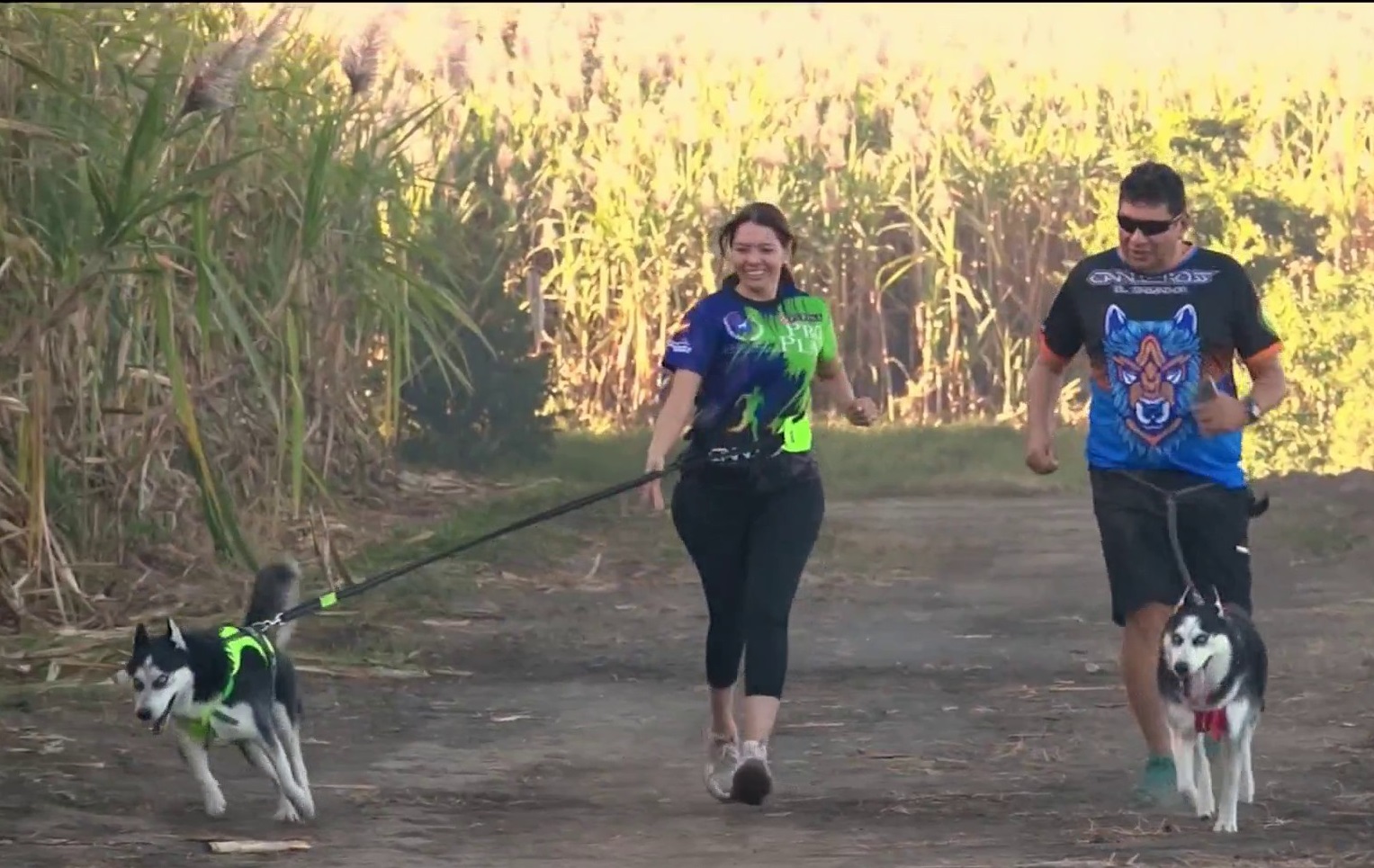 El canicross: un deporte que fortalece la relación entre perros y humanos