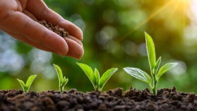 El inversionista semilla Gree Ventures realiza el primer cierre del nuevo fondo de $ 130 millones, y cambia su marca a Strive