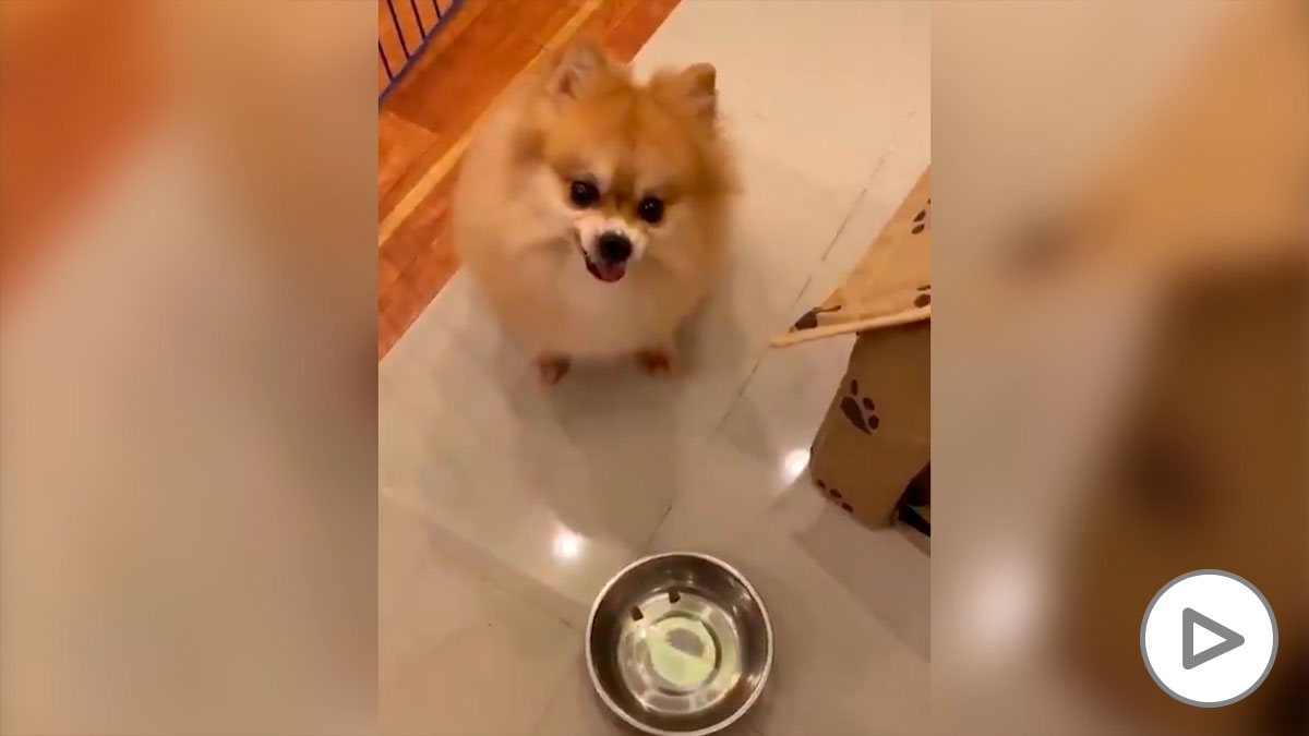 El terrible enfado de un perro con su dueño por jugar con su comida