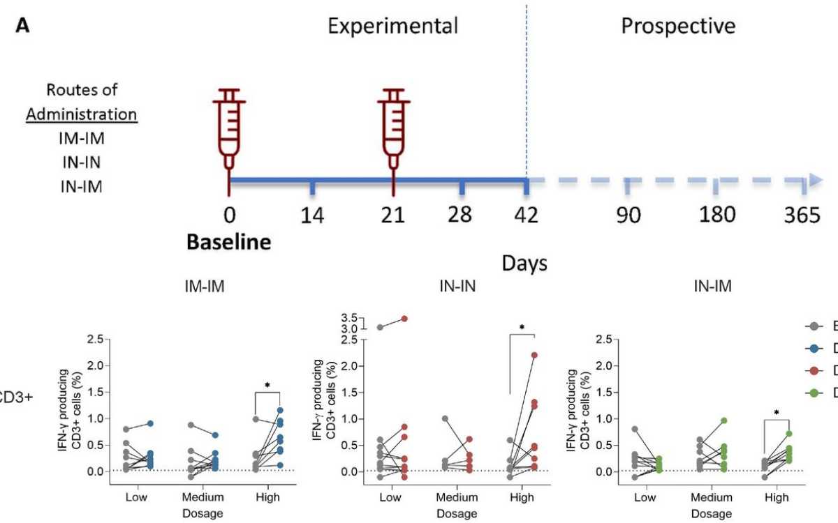 Ensayo fase I: vacuna Patria es segura, falta conocer efectividad frente a variantes