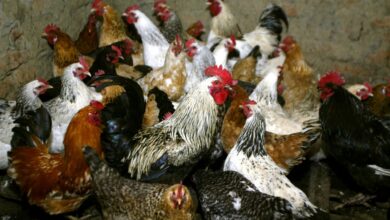 España sacrifica más de 130 mil gallinas debido a brote de gripe aviar