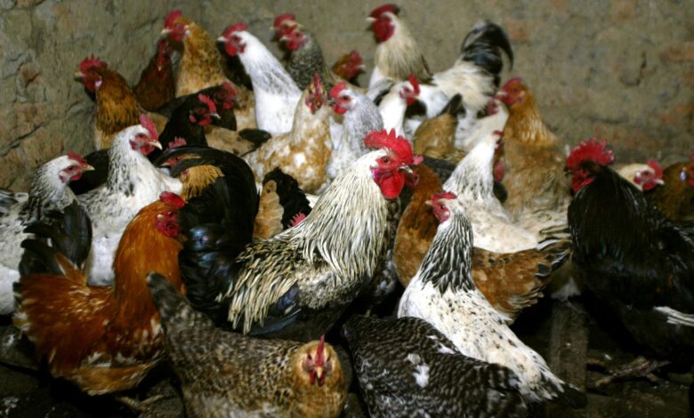 España sacrifica más de 130 mil gallinas debido a brote de gripe aviar