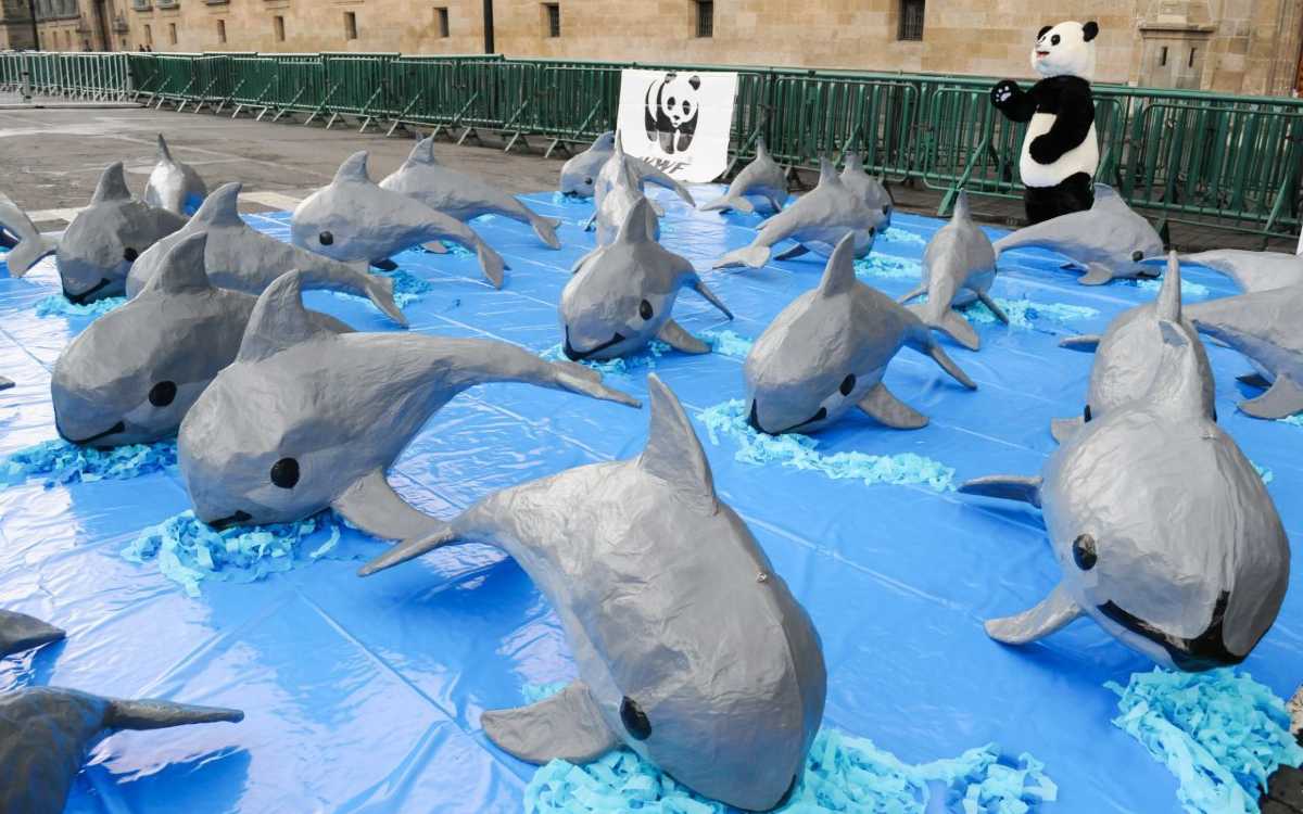 Estados Unidos usa TMEC para reclamar a México por no proteger a la vaquita marina