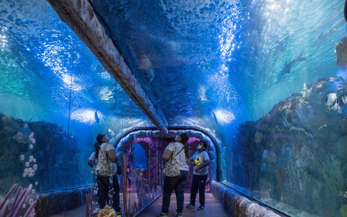 Fallece bióloga-buzo en acuario Inbursa