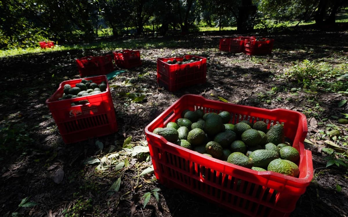 Gobierno federal reforzará medidas para reactivar exportación de aguacate a EU