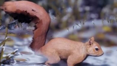 Horizon Forbidden West: dónde encontrar huesos y pieles de ardilla