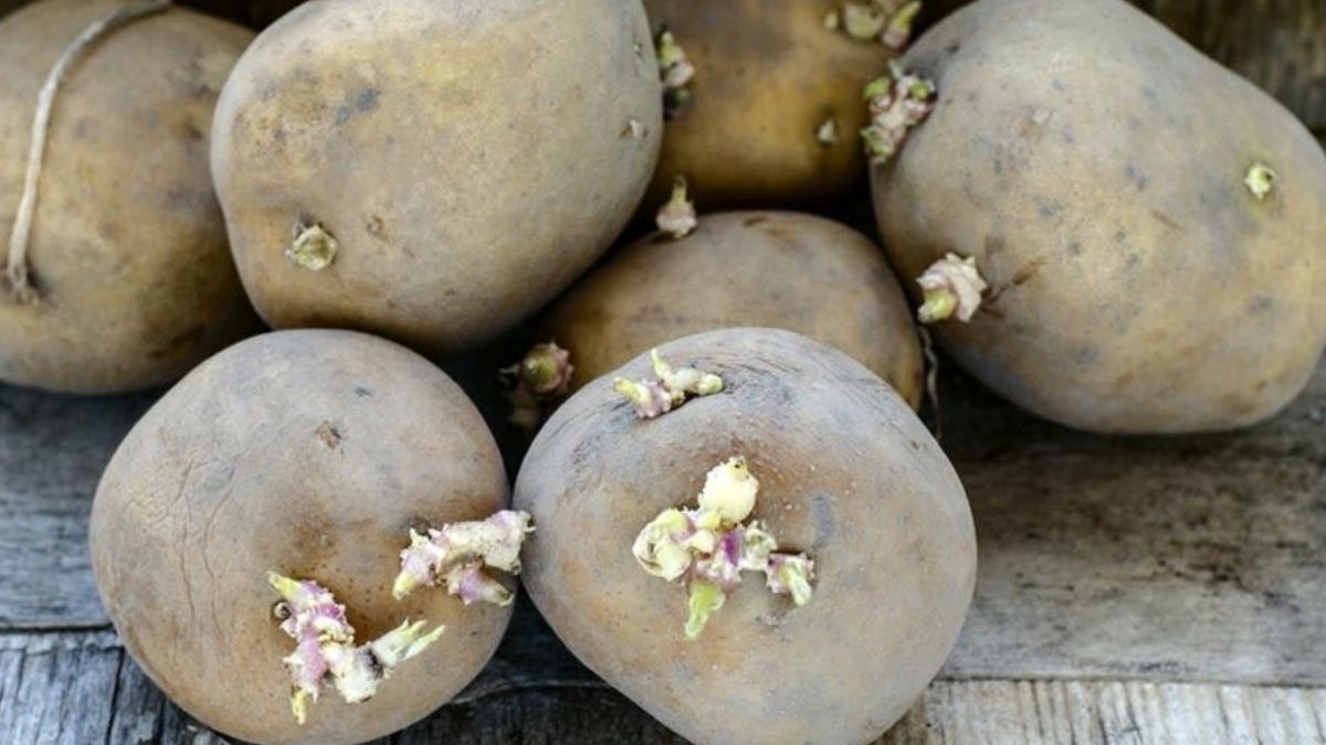 La OCU advierte de la peligrosidad de comer patatas con brotes