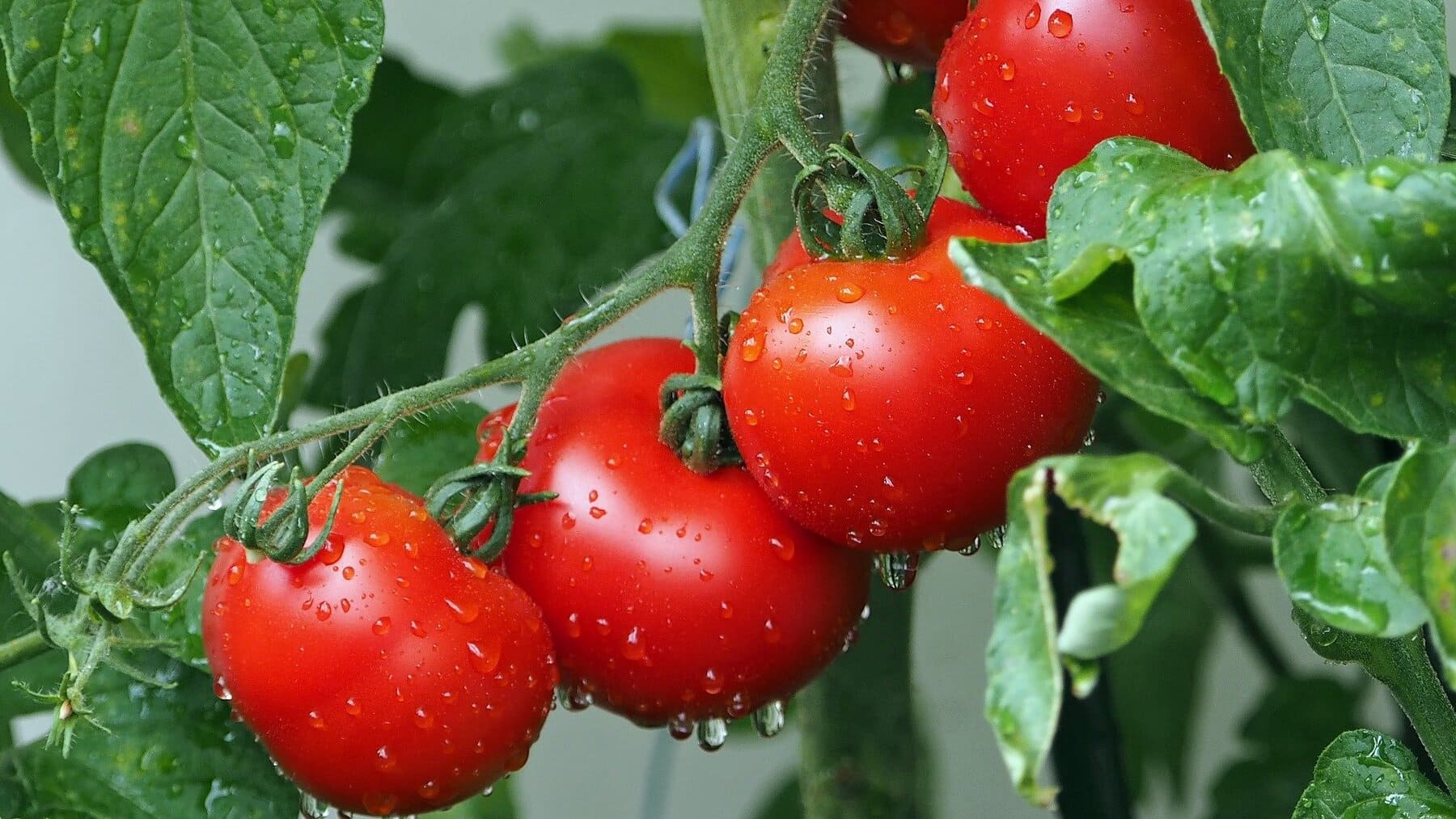 La diferencia entre tomate triturado y tomate frito