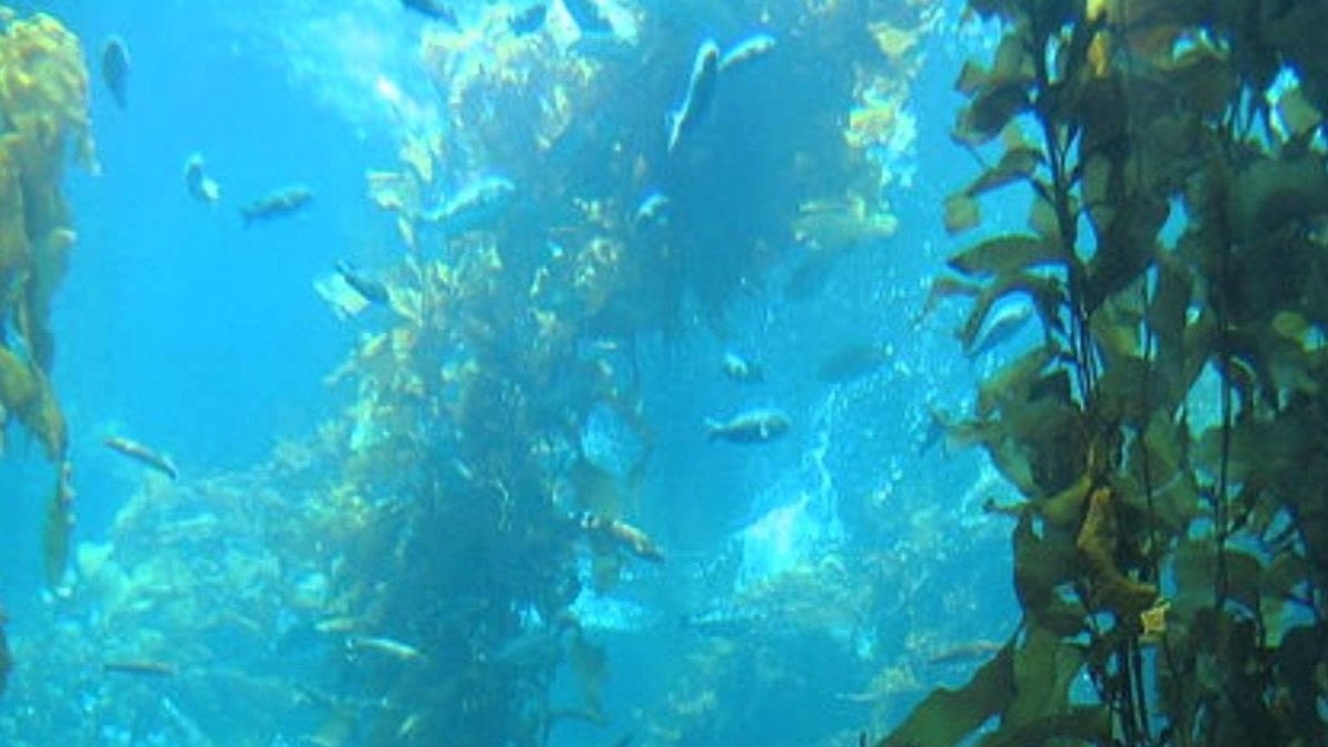 Las algas marinas podrían ser la solución contra el coronavirus