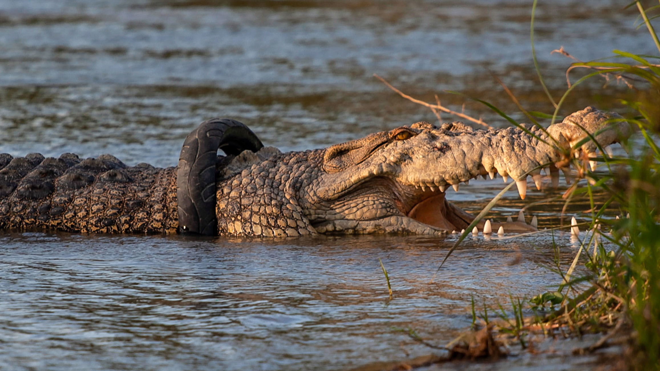 Liberan a un enorme cocodrilo que por años vivió con un neumático en el cuello