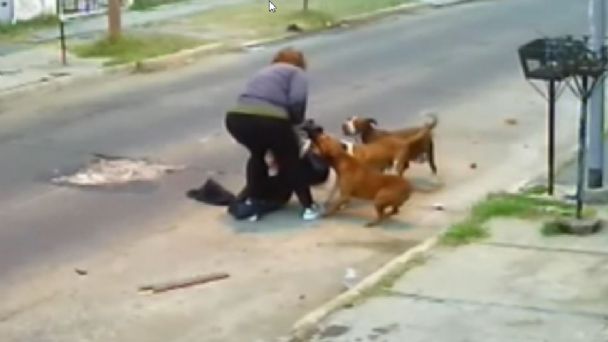 Muere mujer al ser atacada por una jauría de perros, sufrió mordidas en todo su cuerpo