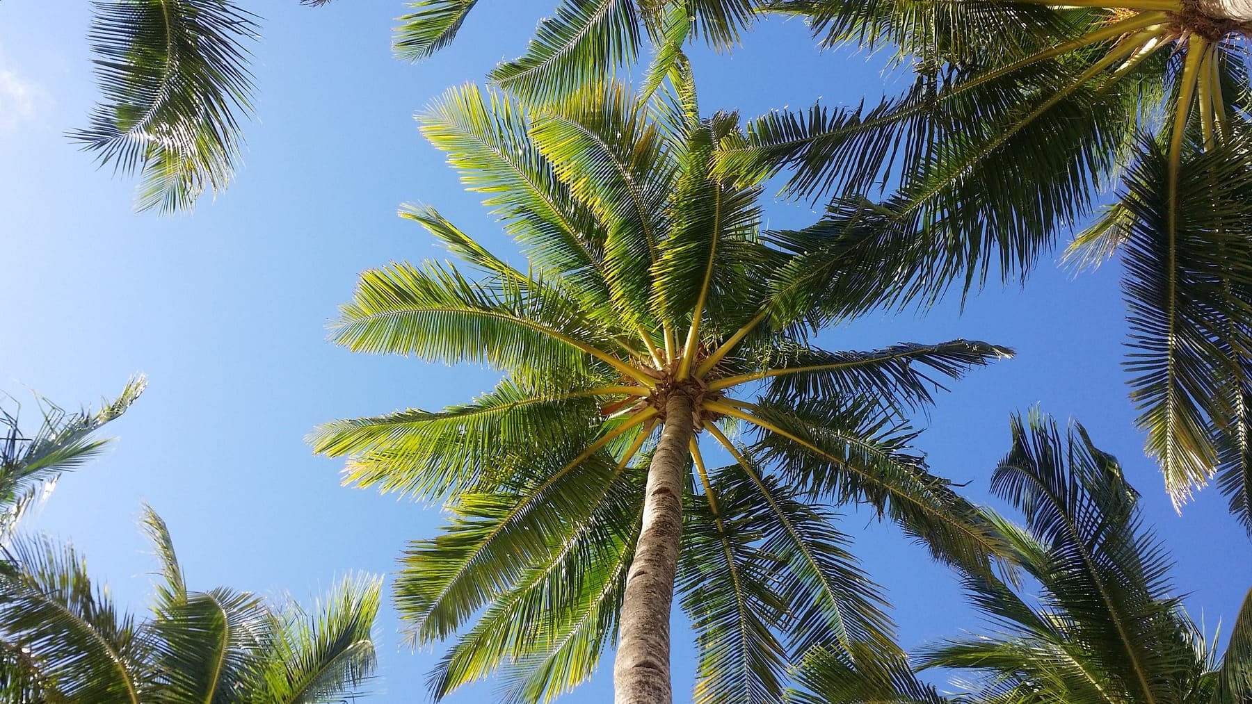 Por qué hay tantas palmeras en España y cuál es su origen