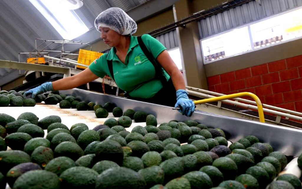 Por seguridad, Estados Unidos frenará importación de aguacate "el tiempo necesario"