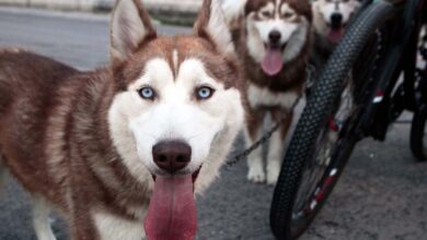 Proponen eliminar IVA a alimentos para mascotas