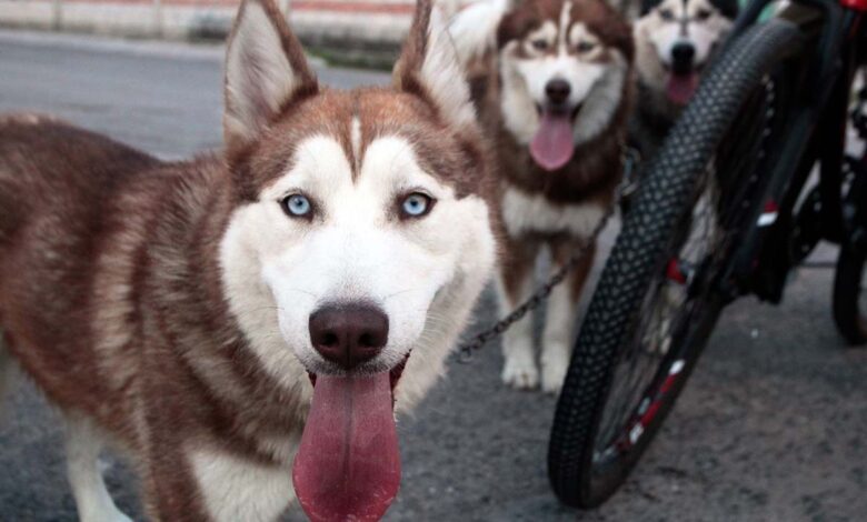 Proponen eliminar IVA a alimentos para mascotas