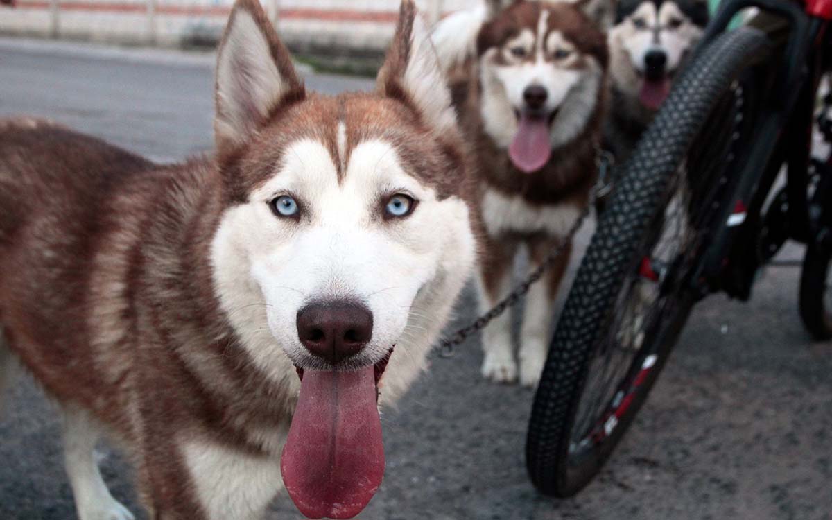 Proponen eliminar IVA a alimentos para mascotas