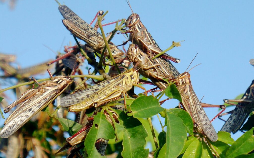Surge plaga de langosta en Nuevo León