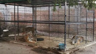 Tigres, droga, autos asegurados y un detenido, resultado de un operativo en Guerrero