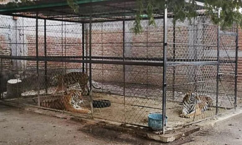 Tigres, droga, autos asegurados y un detenido, resultado de un operativo en Guerrero