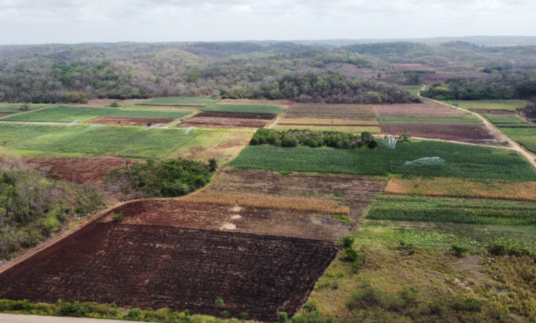 Tren Maya: Declaran utilidad pública otras 530 hectáreas para nuevo trazo