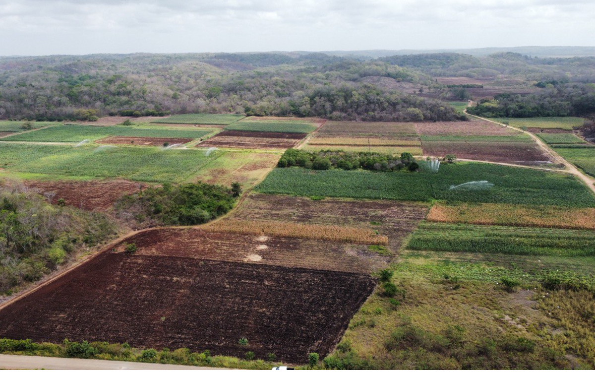 Tren Maya: Declaran utilidad pública otras 530 hectáreas para nuevo trazo