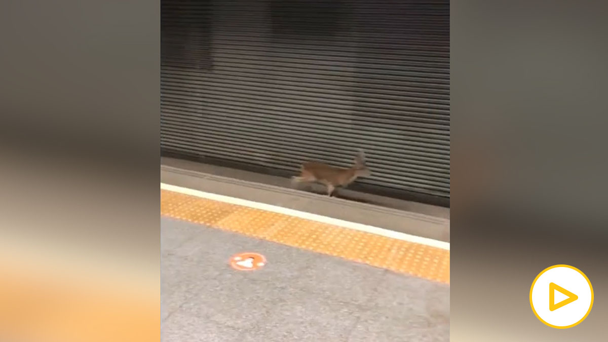 Un corzo se cuela en las vías del Metro de Valencia