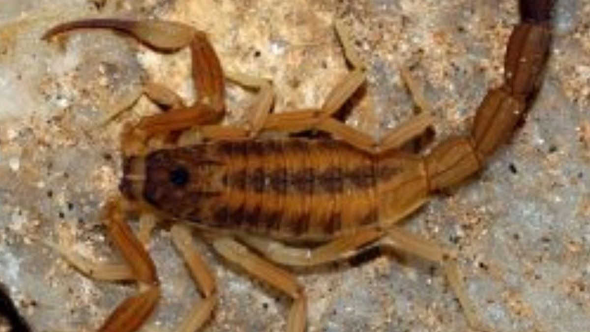 Una joven acaba en el hospital por la picadura de un escorpión dentro de un bolso de Aliexpress