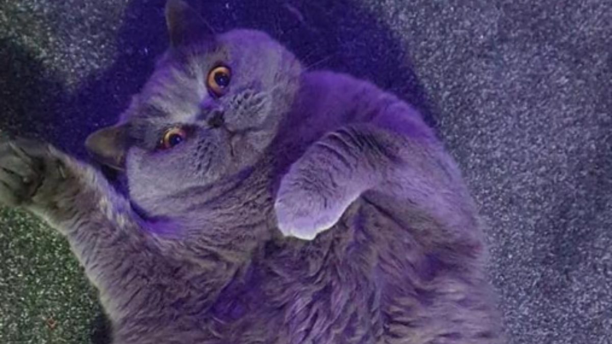 Una mujer pide a sus vecinos que no le den comida a su gata con sobrepeso