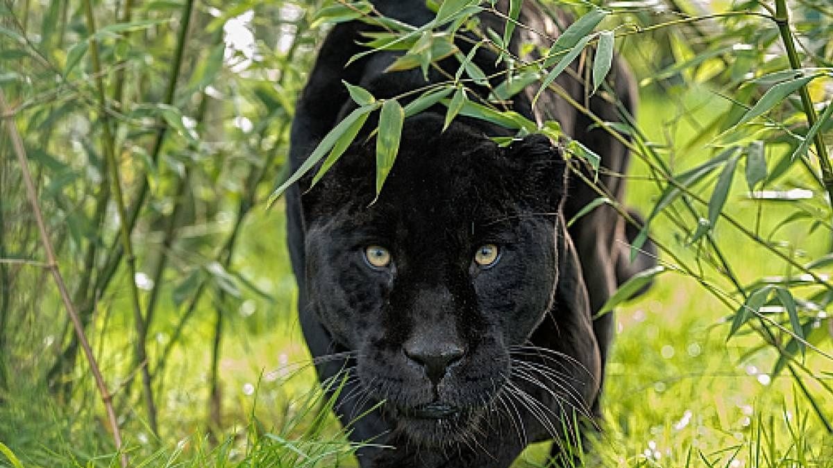 ¿Cómo es la pantera negra que se ha dejado ver por un pueblo de Granada?