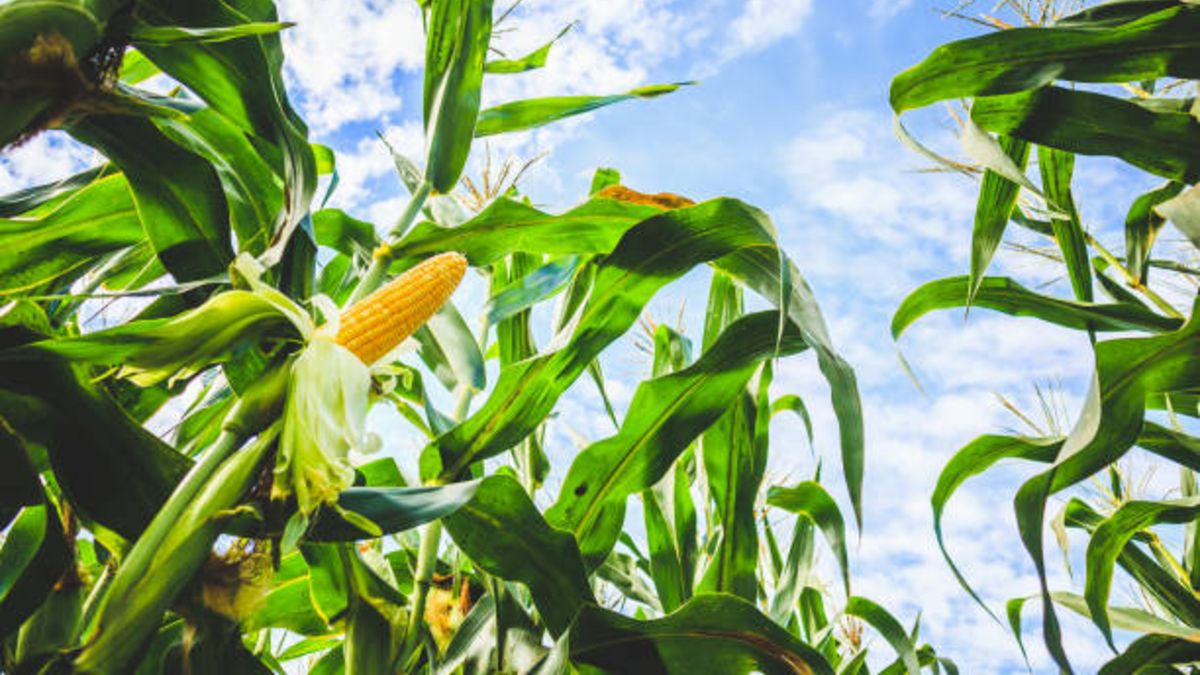 ¿Cuál es el cereal más cultivado y producido del mundo?