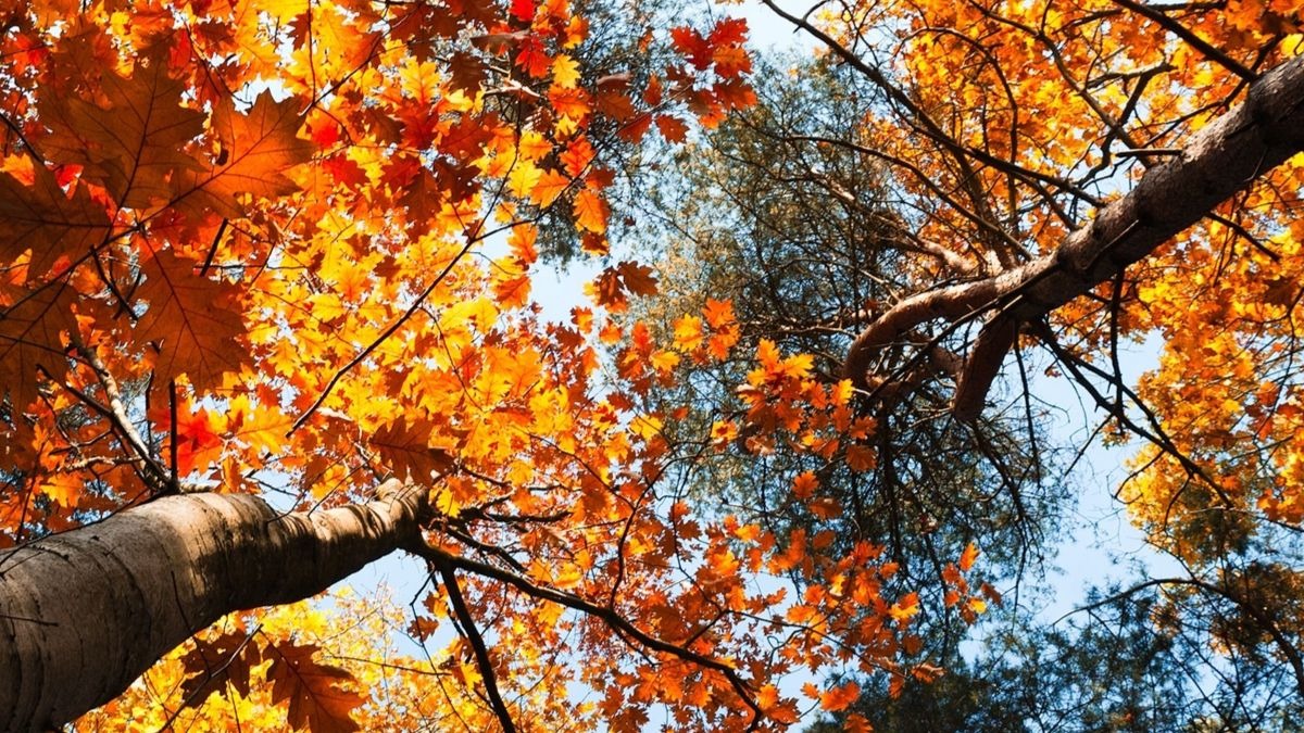 ¿Cuándo empieza el Otoño 2020? ¿Qué es el equinoccio de otoño?