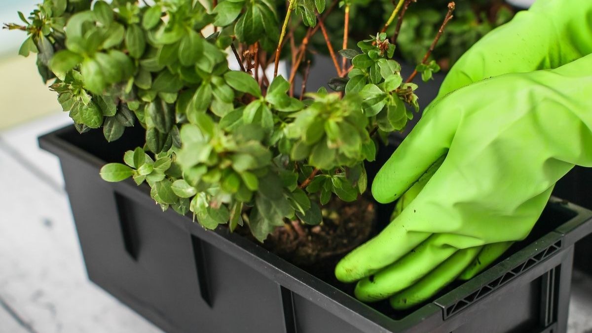 ¿La planta se ha secado durante las vacaciones? Recupérala en 5 pasos