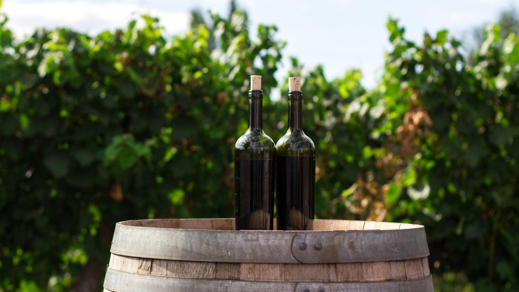 ¿Por qué el vino no es vegano?