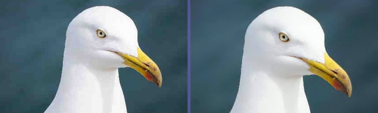 ¿Puede una IA soñadora arreglar fotos digitales de baja resolución en la edición?