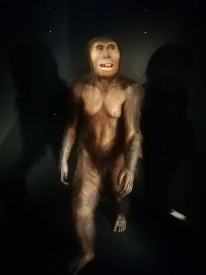 Reconstrucción de la australopiteca 'Lucy', a partir de fósiles de 3,2 millones de años, en el Museo de la Evolución Humana, en Burgos.